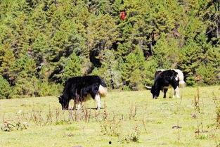 马与人搞笑视频,人与马的欢乐互动大揭秘